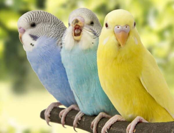 Do Parakeets Need A Friend