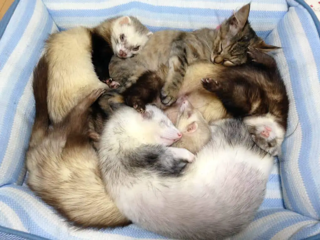Can Ferrets Live With Cats