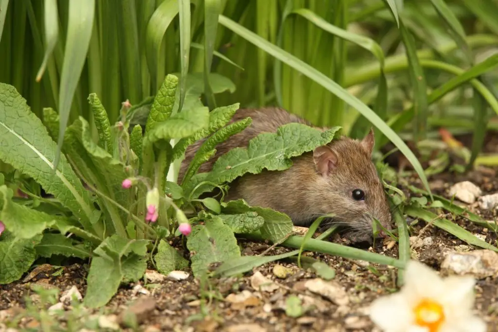How To Keep Rats Out Of Garden