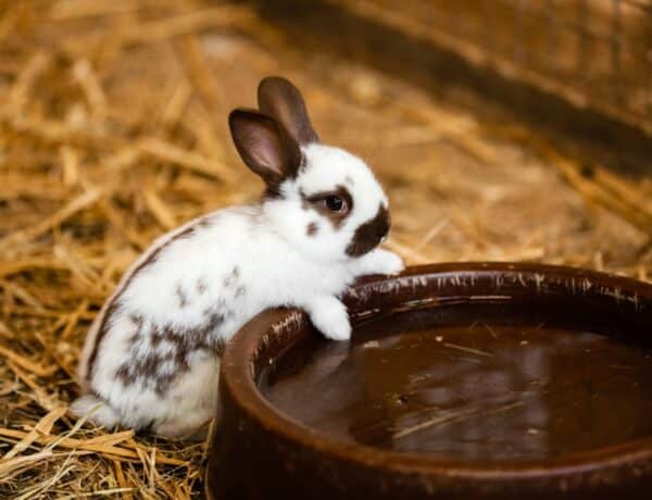 Can Rabbits Drink Out Of A Bowl