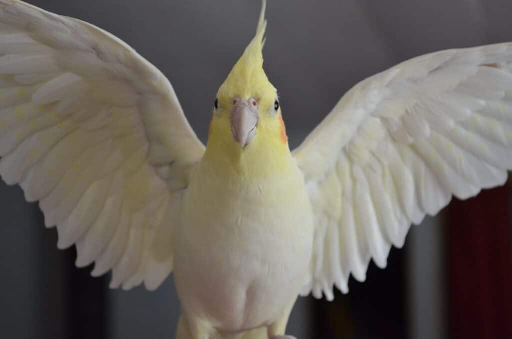 How To Clip A Cockatiels Wings