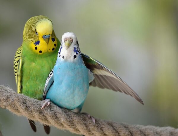 Can Parakeets Live Alone