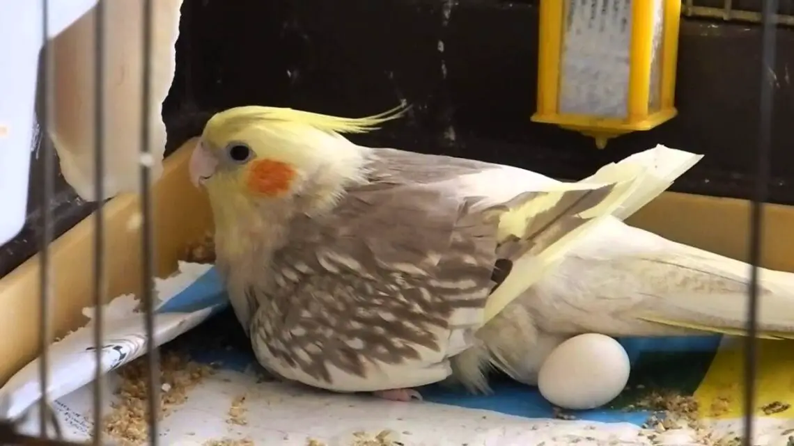 How Long Does It Take For Cockatiel Eggs To Hatch