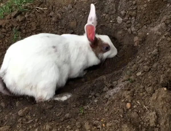 Do Rabbits Dig Holes