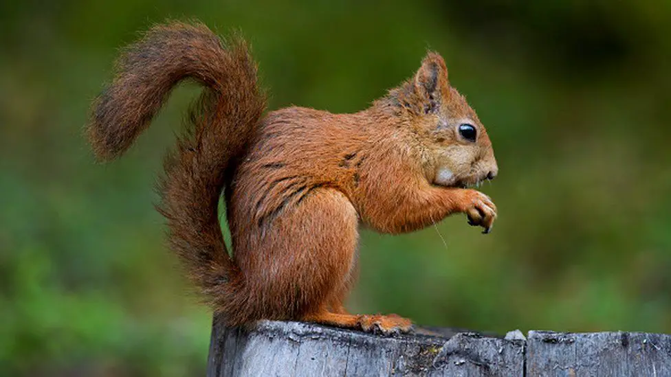 Are Squirrels Omnivores