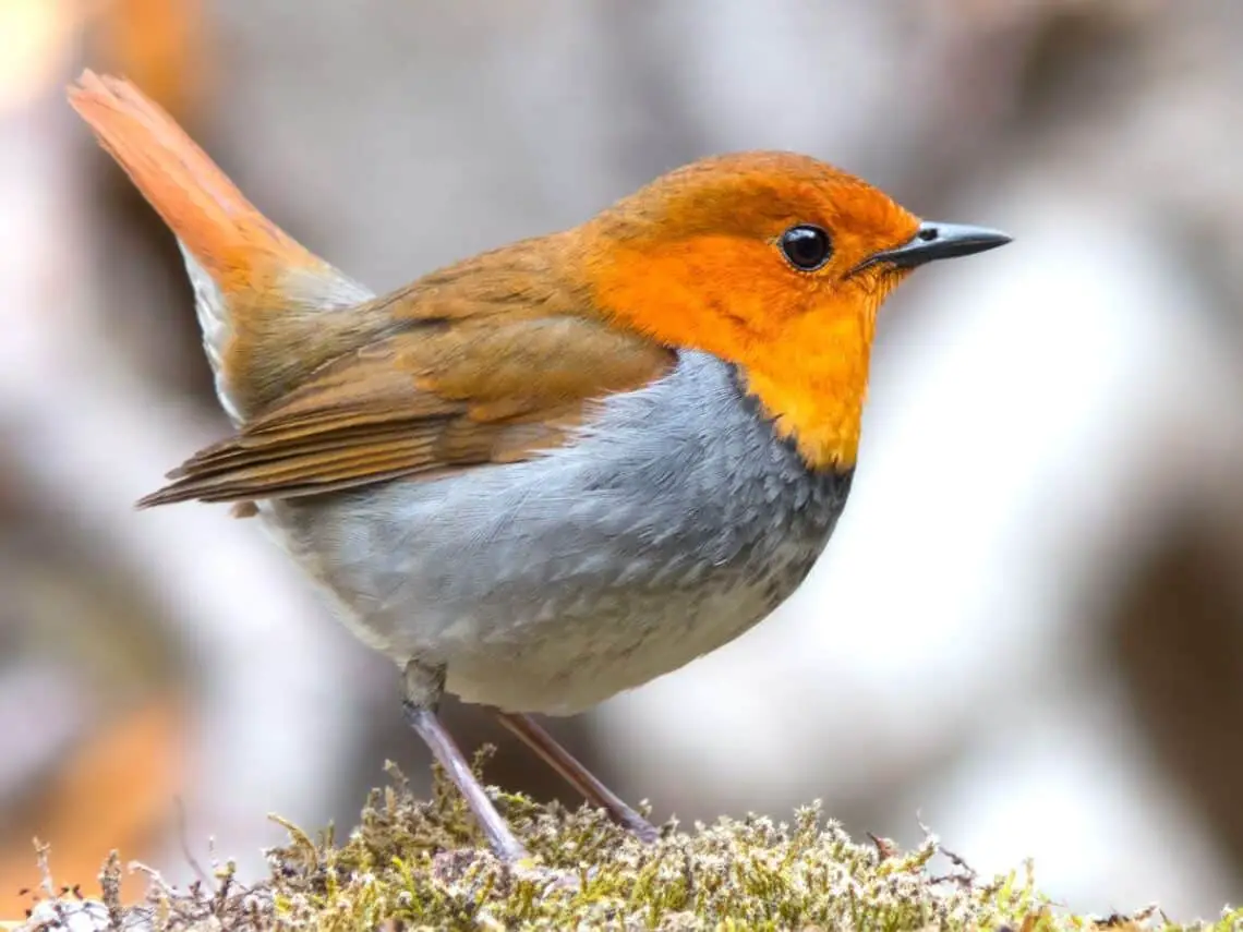 What Does A Robin Symbolize
