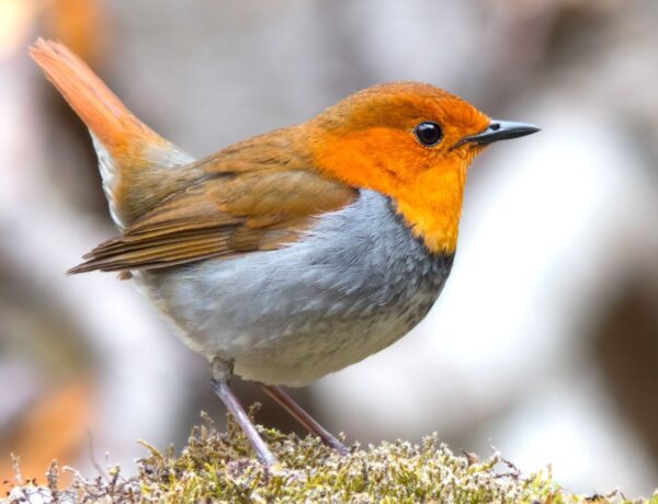 What Does A Robin Symbolize