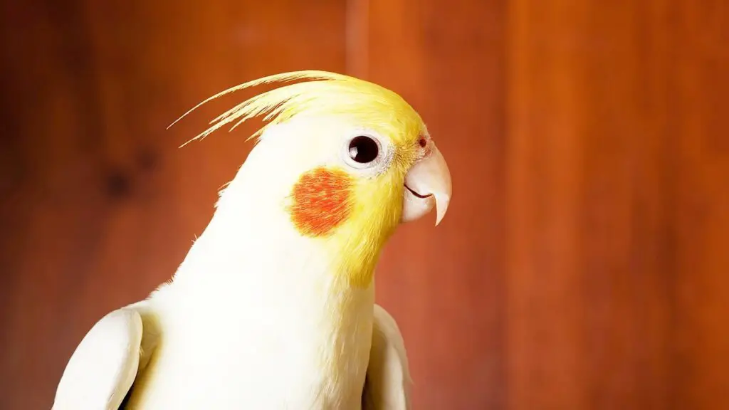 Are Cockatiels Parrots
