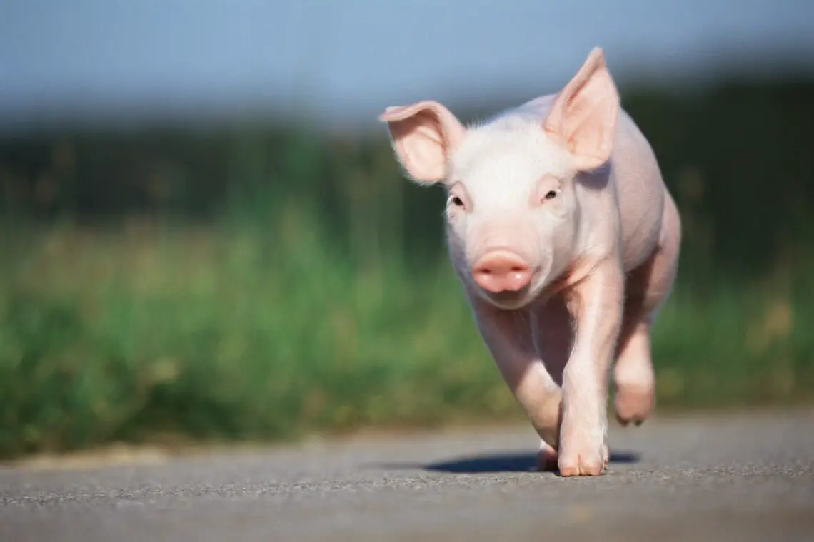 How Fast Can Pigs Run