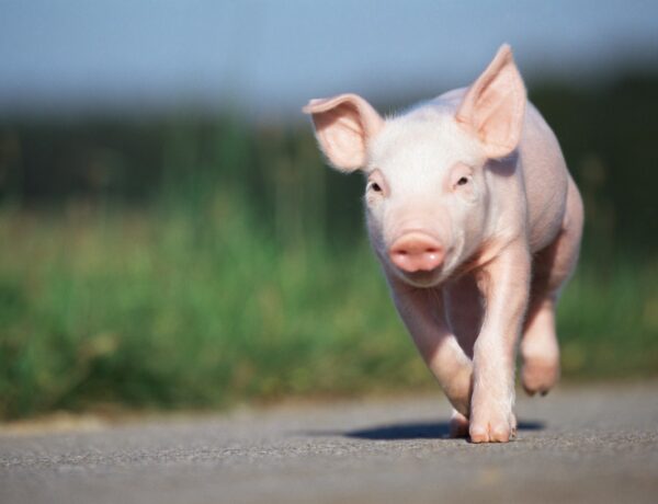How Fast Can Pigs Run
