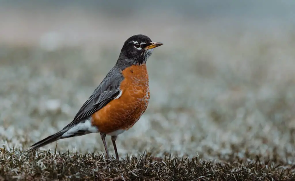 Are Robins Migratory