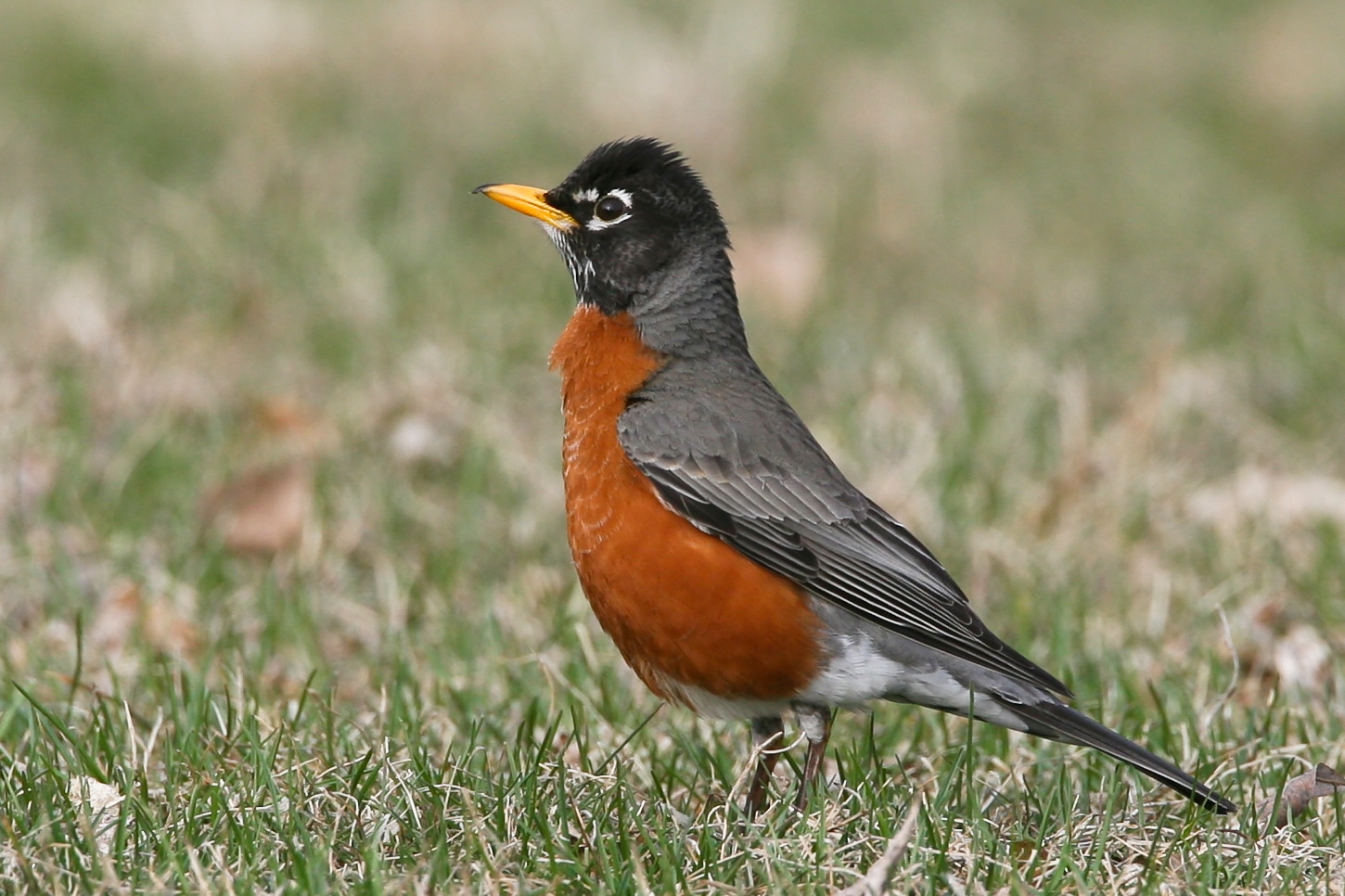 Do Robins Mate For Life