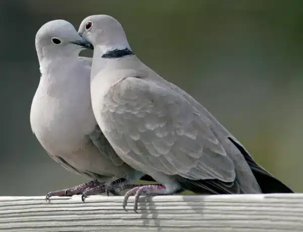 Are Doves And Pigeons The Same