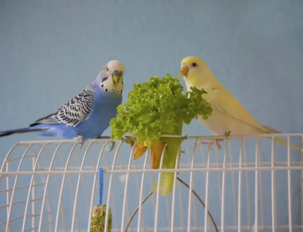 Can Parakeets Eat Blueberries