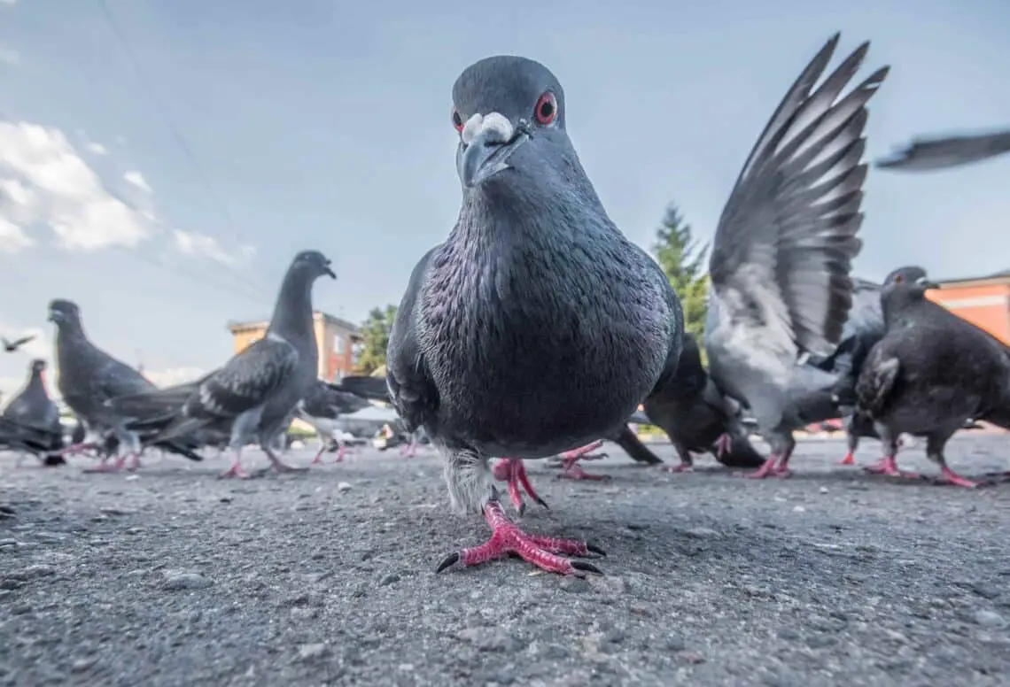 Are Pigeons Invasive