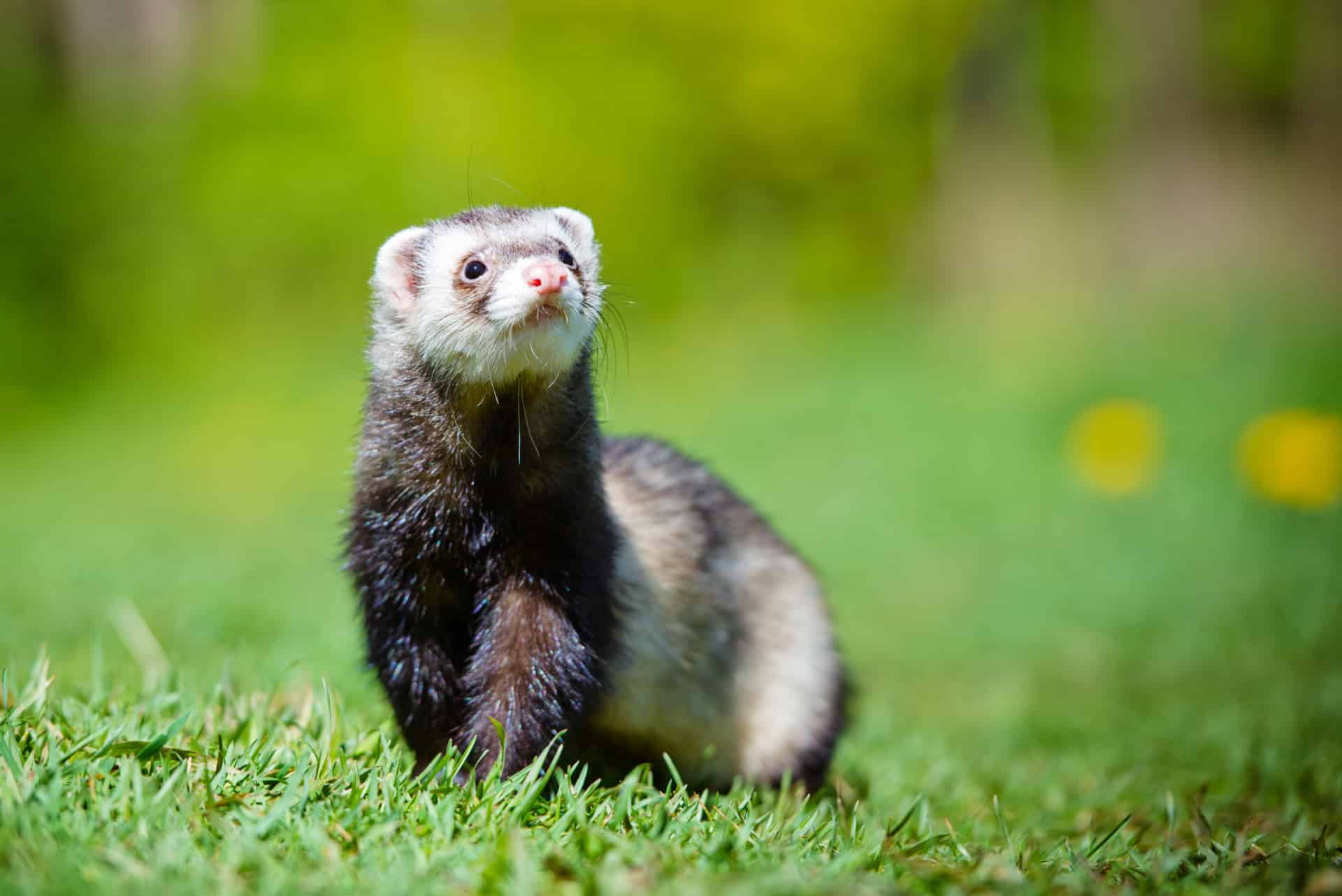 Is A Ferret A Good Pet Teeny Tiny Tails