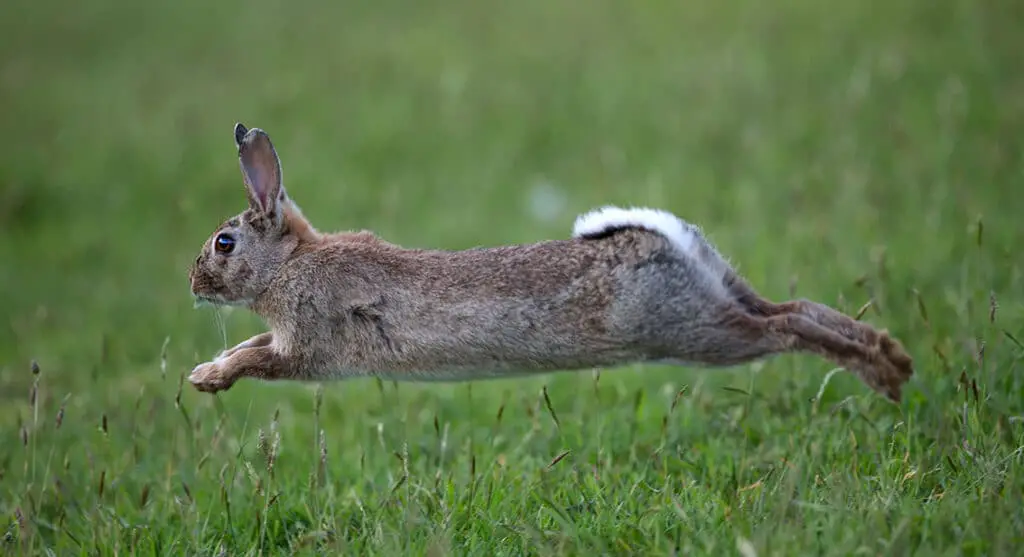 How Fast Can A Rabbit Run