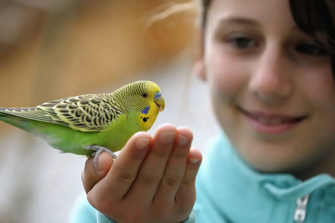 Are Parakeets Good Pets