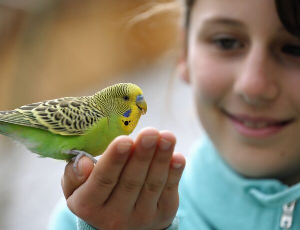 Are Parakeets Good Pets