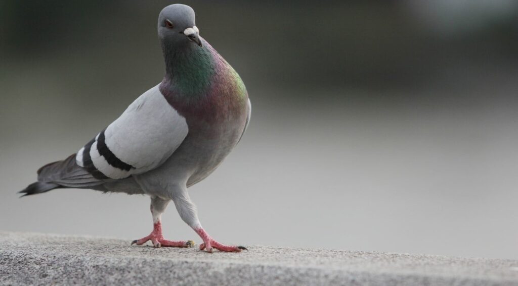 Are Pigeons Good Luck

