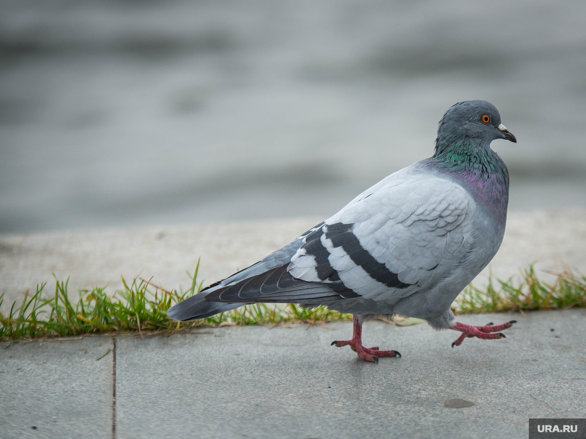 Are Pigeons Good Luck
