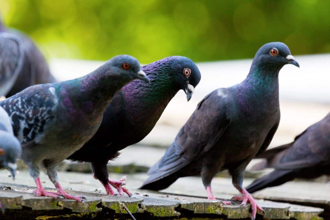 Are Pigeons Good Pets Teeny Tiny Tails