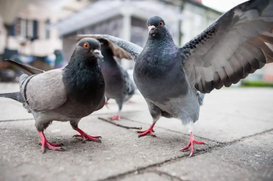 Are Pigeons Good Pets