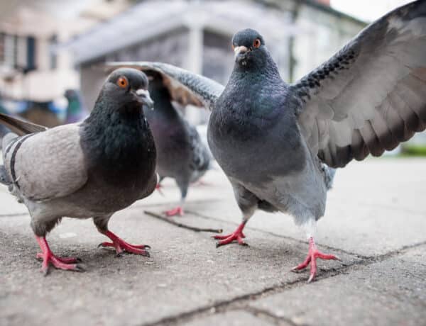 Are Pigeons Good Pets