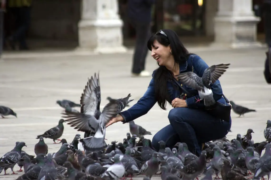 Are Pigeons Hard To Take Care Of