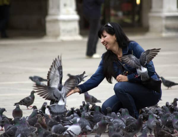 Are Pigeons Hard To Take Care Of