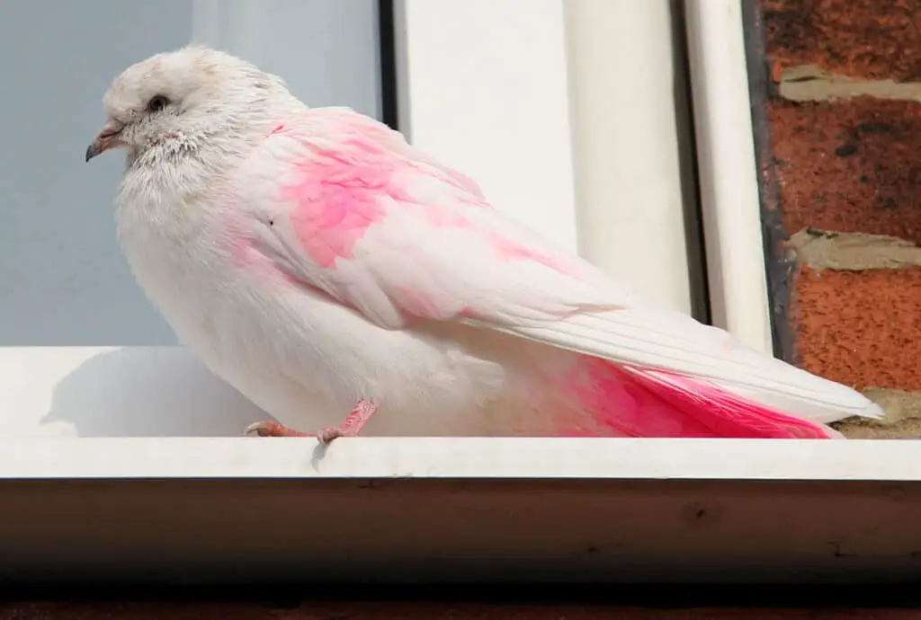 Are Pink Pigeons Real