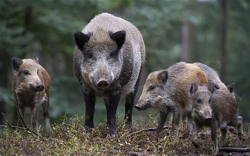 Are Wild Pigs Dangerous