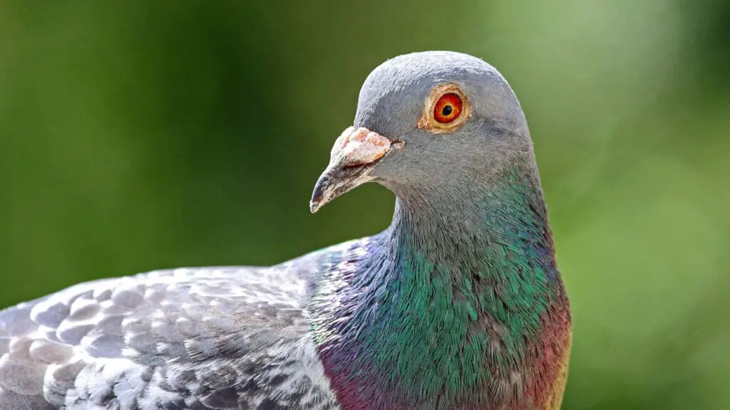 Are Pigeons Smart