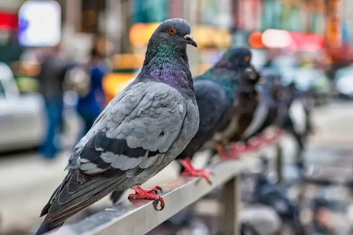 Can Pigeons Get Rabies