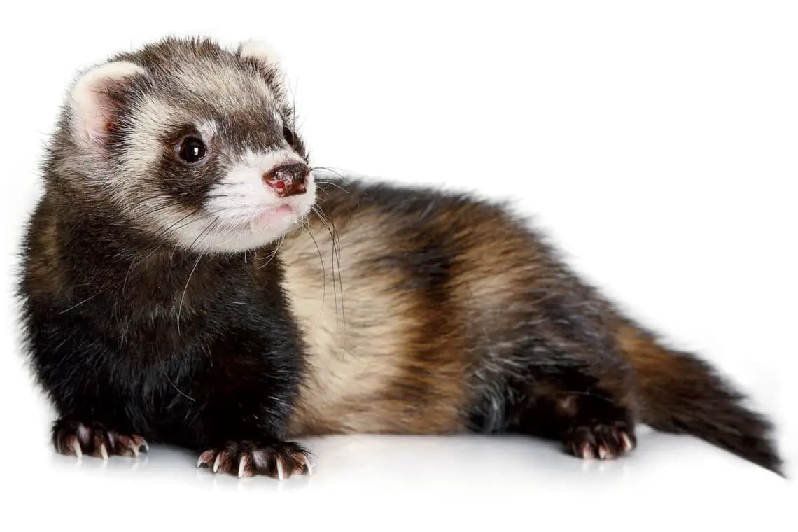 What Are Ferrets Related To