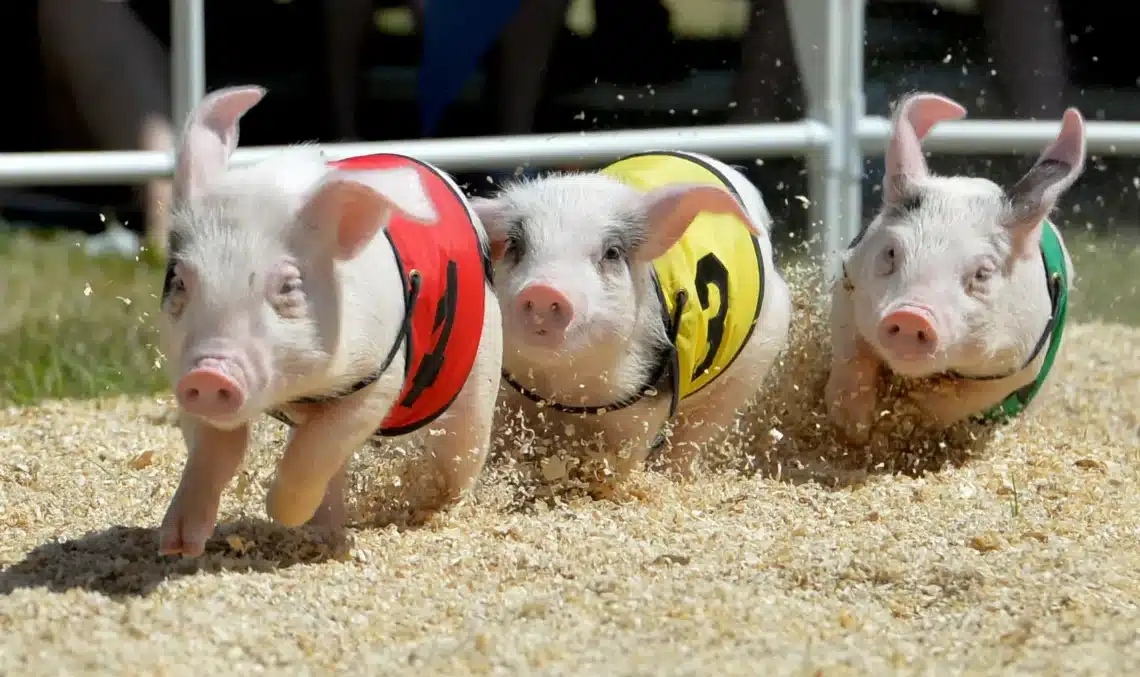 How Smart Pigs Are