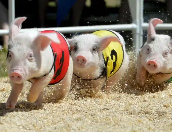 How Smart Pigs Are