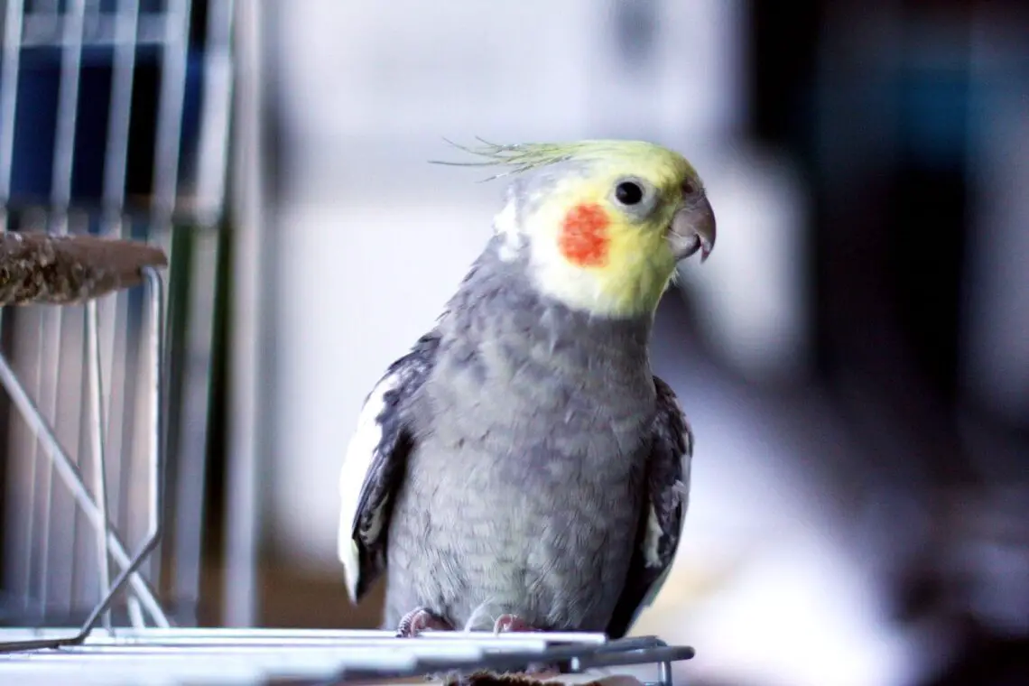 What Size Cage Does A Cockatiel Need
