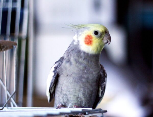 What Size Cage Does A Cockatiel Need