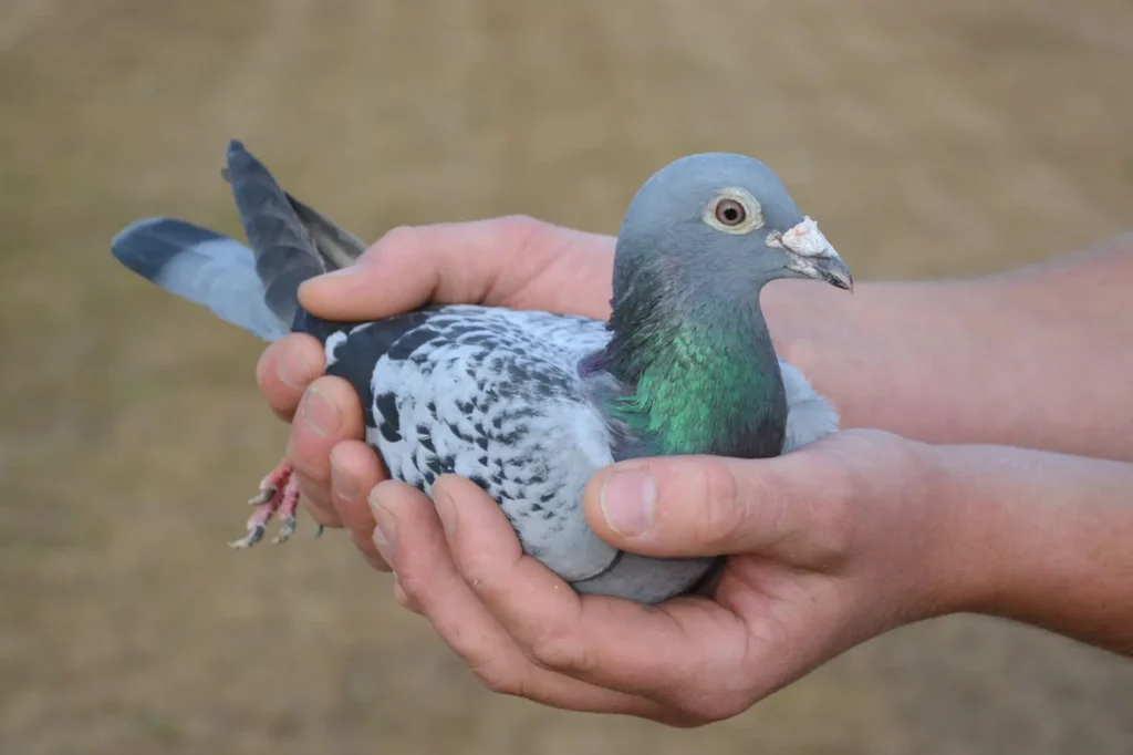 Can A Pigeon Be A Pet