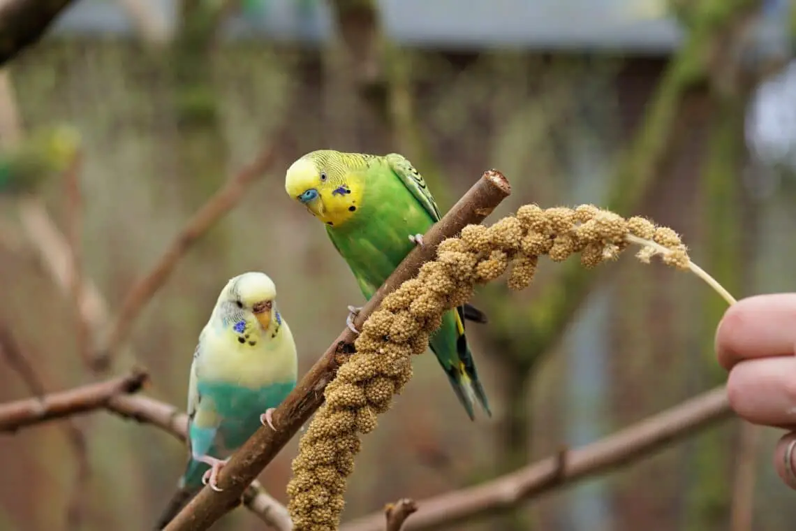 Can Parakeets Eat Bananas