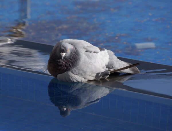 Can Pigeons Swim