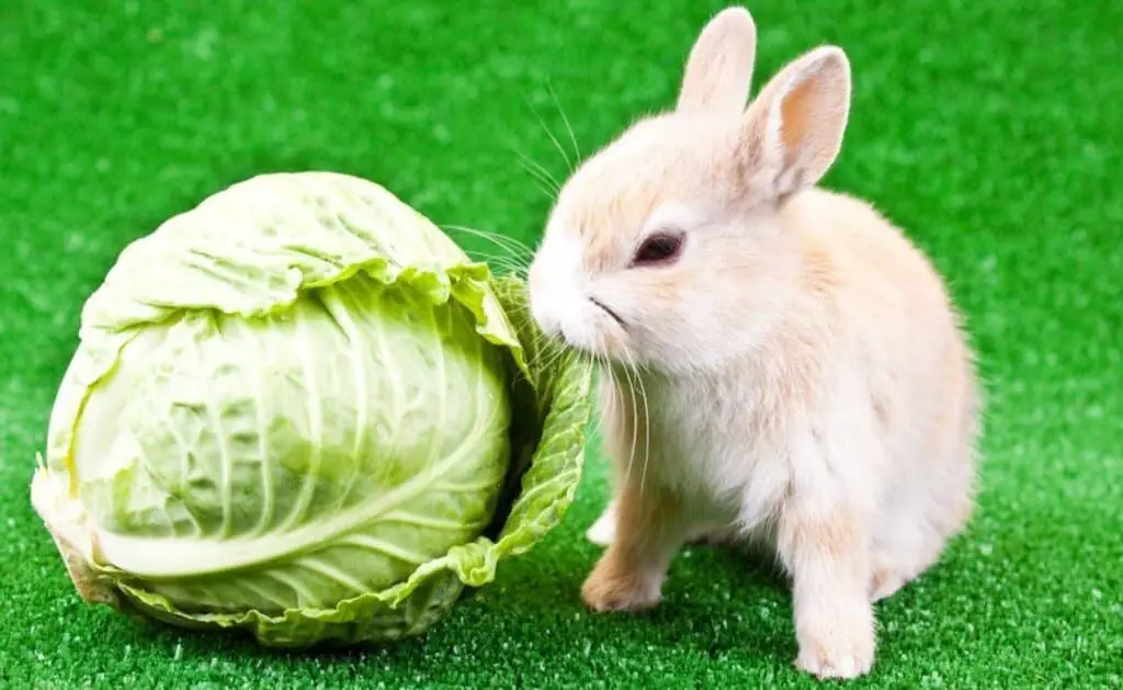 Do Rabbits Eat Cabbage