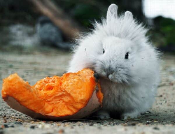 Can Rabbits Eat Pumpkin Seeds