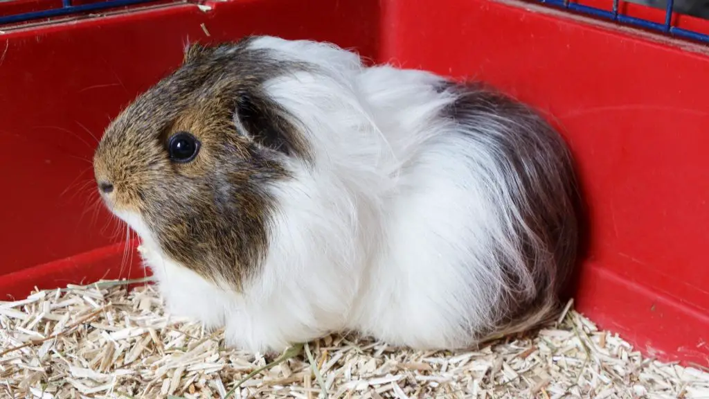 Can Guinea Pigs Be Potty Trained