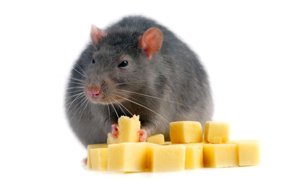Do Rats Like Peanut Butter