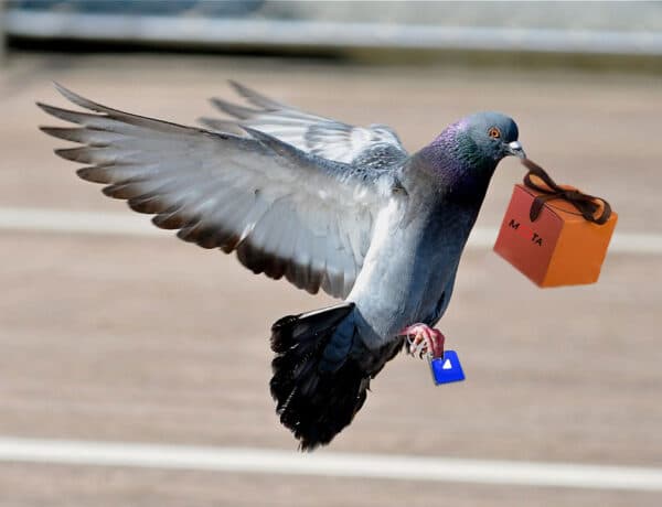 How Much Weight Can A Pigeon Carry