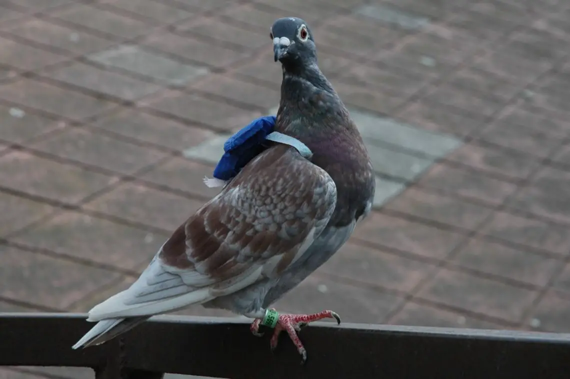 How To Make Pigeon Stay Away
