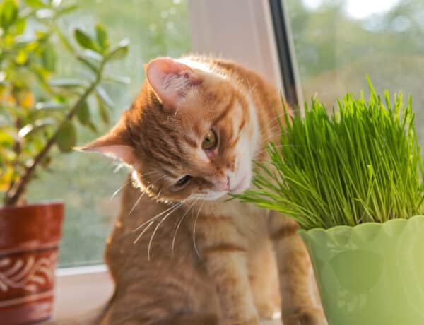 Is Cat Grass Good For Cats