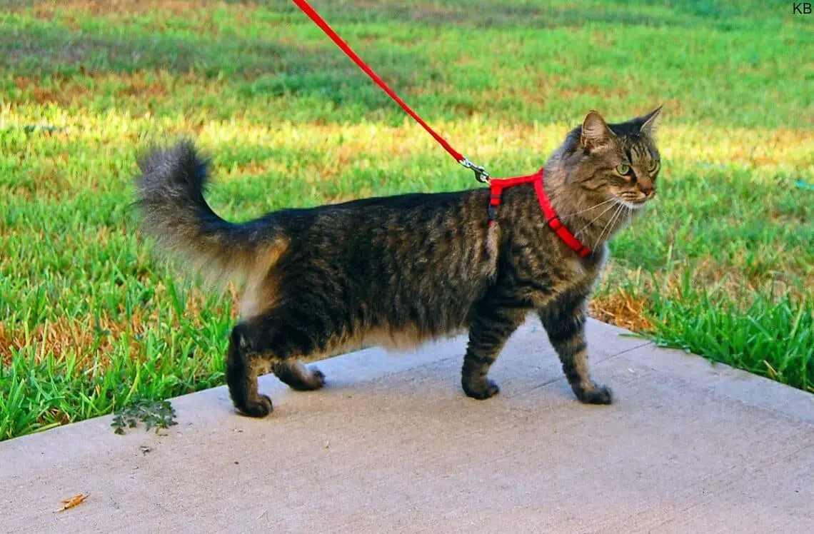 How To Put A Harness On A Cat